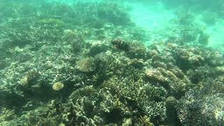 Parrotfishes at Nanuya Balavu Island Fiji [upl. by Anawahs]