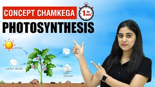 ConceptChamkega  Photosynthesis  Life Processes  Biology  Physics Wallah Shorts [upl. by Sivrat]