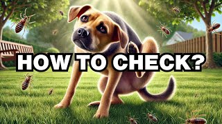 How To Know If A Dog Has Fleas Explained [upl. by High]