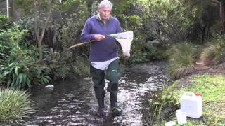 How to sample stream invertebrates with a kicknet [upl. by Akoyin320]