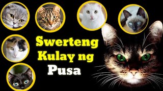 Swerteng Kulay ng Pusa  Kahulugan ng mga Kulay ng Pusa [upl. by Cheadle]