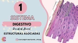 Sistema Digestivo I  Cavidad Bucal Estructuras Asociadas Resumido [upl. by Idoc]