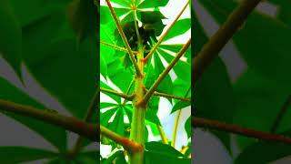 Green leaves🍃❤️ katuwaanvlog nature videography relaxing [upl. by Talanta906]