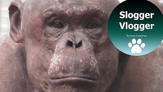 Fascinating Hairless Chimp Shows Hes The Boss In His New Habitat [upl. by Alric]