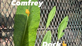 Is it comfrey or dock [upl. by Euqinue]