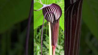 California Pitcher Plant  carnivorous plants that eat animals [upl. by Ethelind]