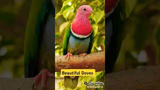 Beautiful Doves birds birdslover dove beautiful beautifulnature animals [upl. by Anitel616]