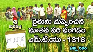 అధిక దిగుబడినిస్తున్న నూతన వరి వంగడం ఎమ్టియు  1318  Karshaka Mitra [upl. by Enrobso382]