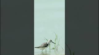 Common Greenshank at purbasthali  Birds  Wildlife  Wildlife Videography  Shorts  Waterbirds [upl. by Derriey]