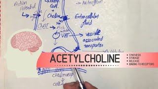 Acetylcholine  Synthesis Storage Release and binding to Receptors [upl. by Terag]