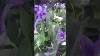 The Platycodon Glandiflorus yt ytshort ytshortvideo ytflower ytplant [upl. by Hawger]