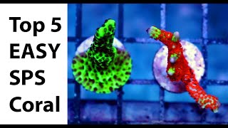 Top 5 Easy Beginner SPS Hard Corals [upl. by Yecnuahc]