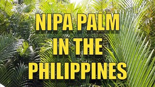 NIPA PALM IN THE PHILIPPINES [upl. by Lurline]