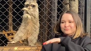 Woman Dances With Raccoon at the Zoo [upl. by Atteram]