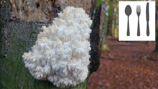 Soplówka bukowa Hericium coralloides [upl. by Nuj]