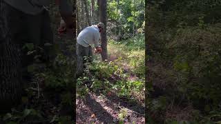 Double girdling some pines to terminate them as part of our FSI plan [upl. by Ignacio]