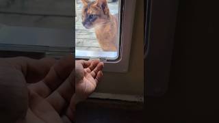 Training Abyssinian cats to use a cat door catdoor cat abyssinian [upl. by Martainn]