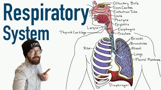 Respiratory System Introduction  Part 1 Nose to Bronchi  3D Anatomy Tutorial [upl. by Kaine]