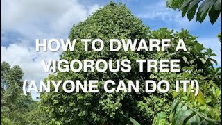 Simple way to dwarf a vigorous tree keep it from growing too high [upl. by Reeba]