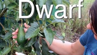 Dwarf Avocado Tree but Large Fruit  Grafted Pinkerton [upl. by Grimbly]