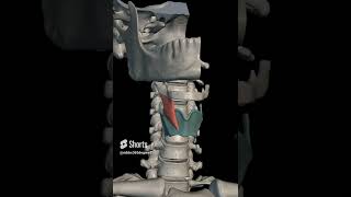 thyrohyoid muscle with origin insertion Nerve supply actions headandneckanatomy3danatomyanatomy [upl. by Akyeluz]