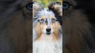 Top 5 Smartest Dog Breeds 🐕✨ [upl. by Nahtal]