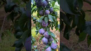 Yummy plum fruit freshfarmfruit freshfruits plums amazingfruits [upl. by Artimas]