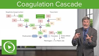 Coagulation Cascade  Cellular Pathology [upl. by Annabal]