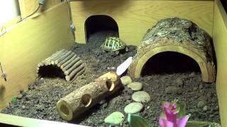 My Hermann Tortoise Enclosure [upl. by Davidson]