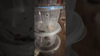 Last batch of breeder kabibofarming worms superworm wormfarm [upl. by Annayak]