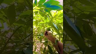 Pigeon Peas plant trendingshortsgarden shortsflowersreels shortsviral plantsgardeningshots [upl. by Perrins]