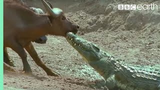 The Nile Crocodile vs Buffalo  Wild Africa  BBC Earth [upl. by Eugenle]