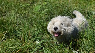 West Highland White Terrier Westie Bobby After swimming [upl. by Hsac253]