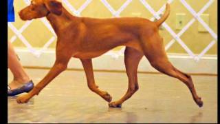 vizsla movie1wmv [upl. by Edy]