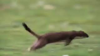 Stoat Hunting RabbitAMAZING ANIMALS FIGHT [upl. by Fokos885]