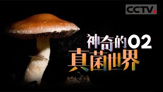 《神奇的真菌世界》02 真菌的奇妙无处不在 它既不是植物 也不是动物【CCTV纪录】 [upl. by Olwena]