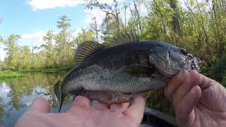 south carolina river fishing [upl. by Arriek231]