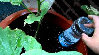 How to Make a Drip Water Irrigation System for a Container Garden [upl. by Savory]