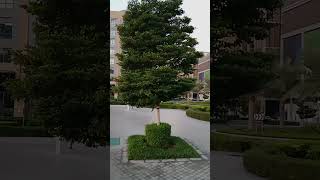 beautiful pleace naturalbeauty green tree visiting viralvideo [upl. by Rodolphe890]