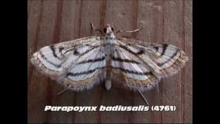 Part 6 Common Aquatic Crambid and Pyraustine Moths Family Crambidae [upl. by Ida]