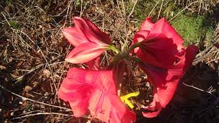 Pink Ice Amaryllis Hippeastrum X Hybridum [upl. by Pylle]