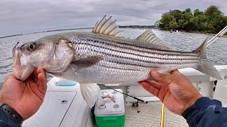 Fishing the LOWER Patuxent River for Anything That Bites [upl. by Suoivatco]