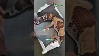 Mirip gecko tapi bukan Leopard Gecko Ini dia African Fat Tailed Gecko 🦎aft africanfattailedgecko [upl. by Sivram302]