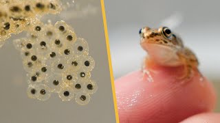 Four Months Recording From Eggs to Frogs [upl. by Ilah879]