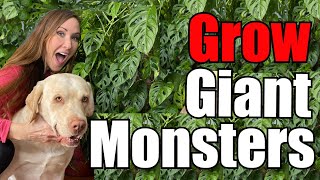 Secrets to Grow Massive Monstera Adansonii  Grow Giant Swiss Cheese Plant  Plant Care Guide amp Tips [upl. by Pelletier]