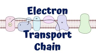 Electron Transport Chain Animation  ATP synthesis [upl. by Tanya]