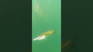 Nature Series Soft Swimbait Swim Action [upl. by Rodolfo837]