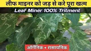 Leaf Miner Tritment  लीफ माइनर को जड़ से करे 100 पूरा खत्म  Leaf Miner Insecticide [upl. by Nino]