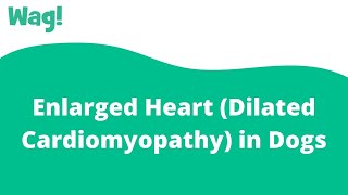 Enlarged Heart Dilated Cardiomyopathy in Dogs  Wag [upl. by Cazzie]