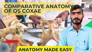 lecture  21Comparative anatomy of os coxae of horseox and dogVeterinary anatomy in HindiUrdu [upl. by Snej]